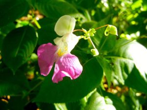 Impatiens balfourii | Online Flower Garden