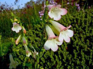 Penstemon 'Thorn'