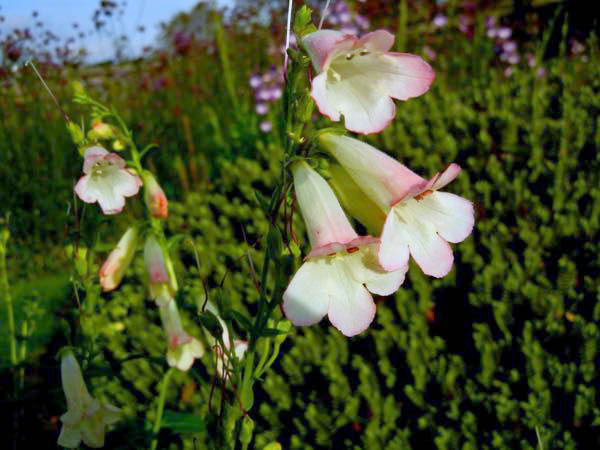 Penstemon 'Thorn'