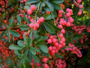 Berberis candidula 'Amstelveen' | Online Flower Garden