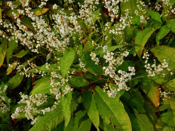 Persicaria angustifolia var laxmannii