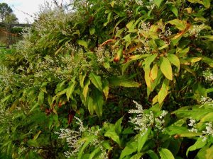 Persicaria angustifolia var laxmannii