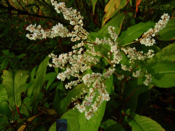 Persicaria angustifolia var laxmannii