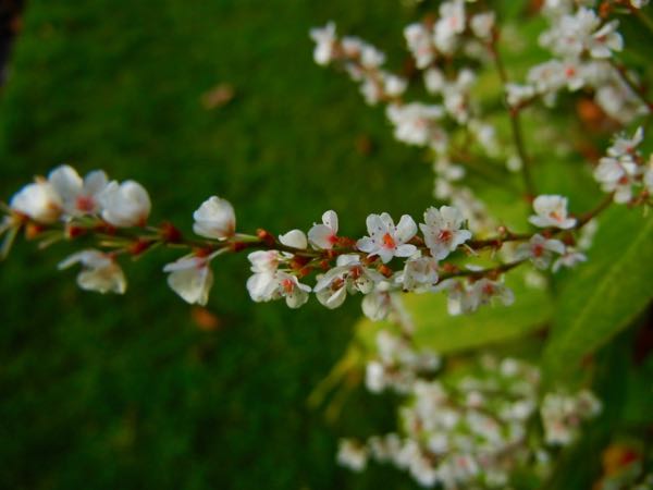 Persicaria angustifolia var laxmannii