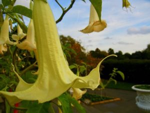 Brugmansia x candida 'Grand Marnier' | Online Flower Garden