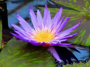 Nymphaea ‘Foxfire’