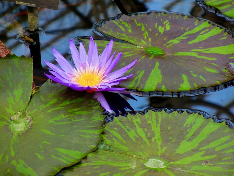 Nymphaea 'Foxfire'