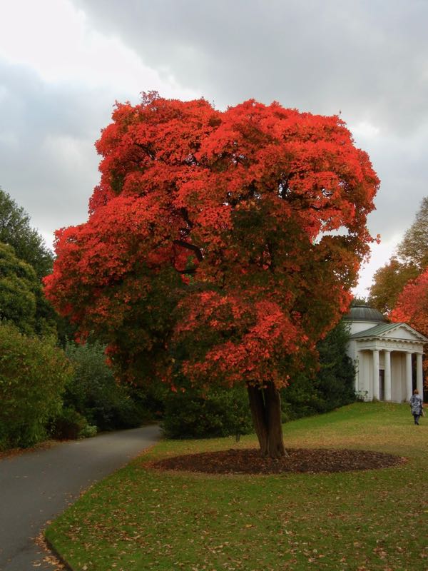 Cotinus-obovatus-5370 | Online Flower Garden Cotinus obovatus