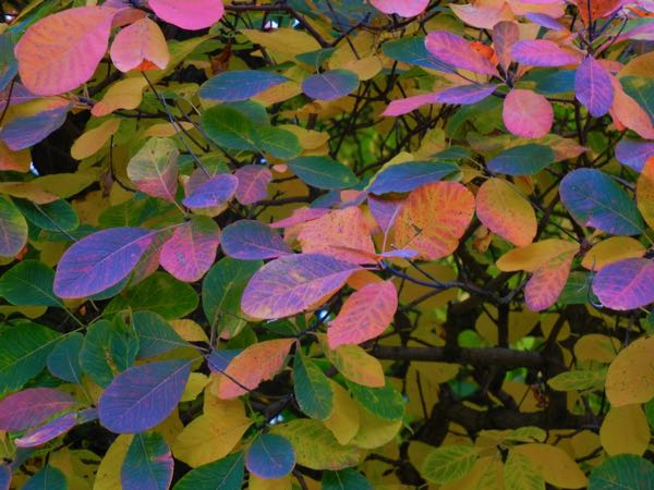 Cotinus-obovatus-5371 | Online Flower Garden Cotinus obovatus