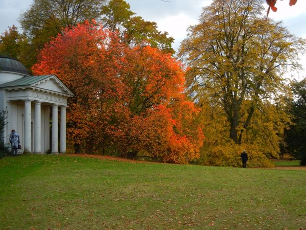 Cotinus-obovatus-5374 | Online Flower Garden Cotinus obovatus, American Smoke Tree