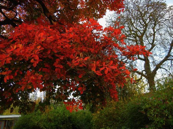 Cotinus obovatus