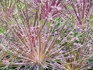 Allium schubertii