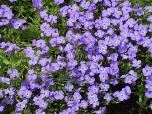 Aubrieta 'Axcent Glacier Light Blue' | Online Flower Garden