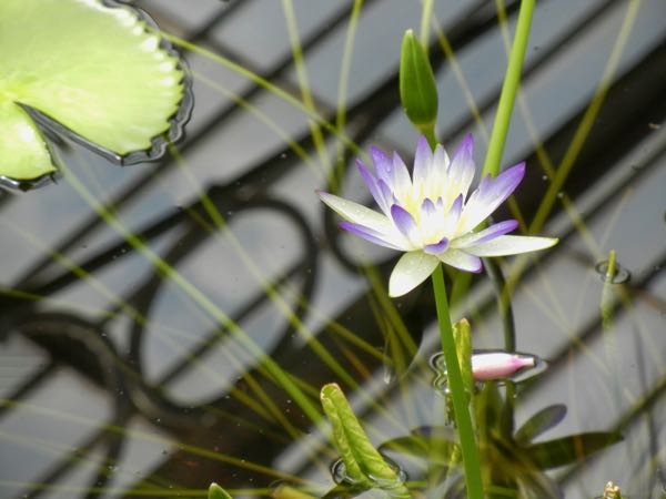Nymphaea-lukei-5525 | Online Flower Garden Nymphaea lukei, Nymphaeaceae