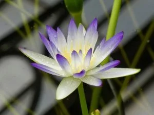 Nymphaea lukei | Online Flower Garden