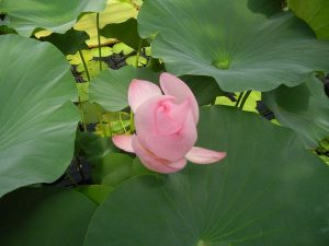 Nelumbo nucifera 'komarovii' | Online Flower Garden