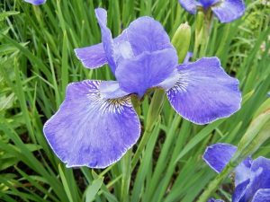 Iris sibirica