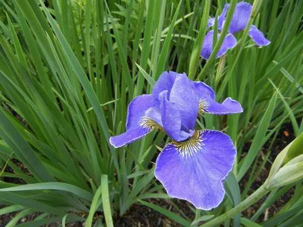 Iris sibirica