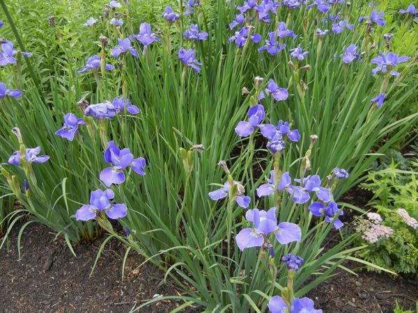 Iris sibirica