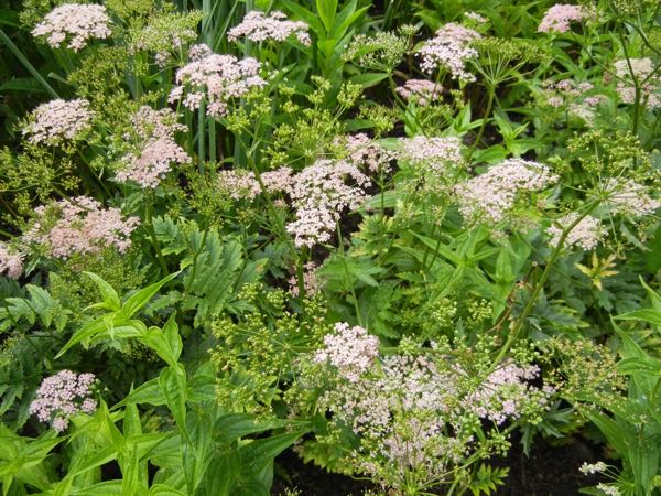 Chaerophyllum hirsutum'Roseum'