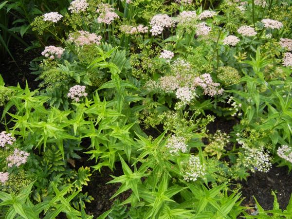Chaerophyllum hirsutum'Roseum'