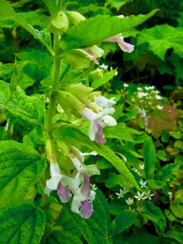 Melittis melissophyllum