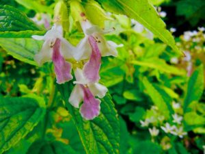 Melittis melissophyllum | Online Flower Garden