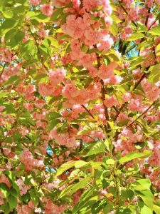 Prunus Serrulata or Cherry Blossom