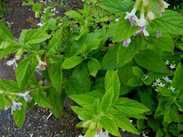 Melittis melissophyllum