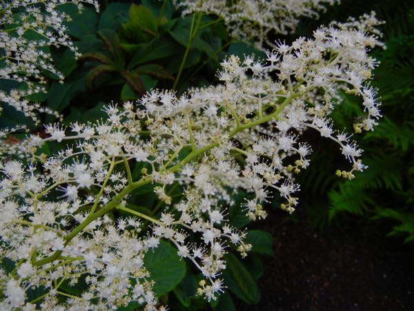 Rodgersia aesculifolia