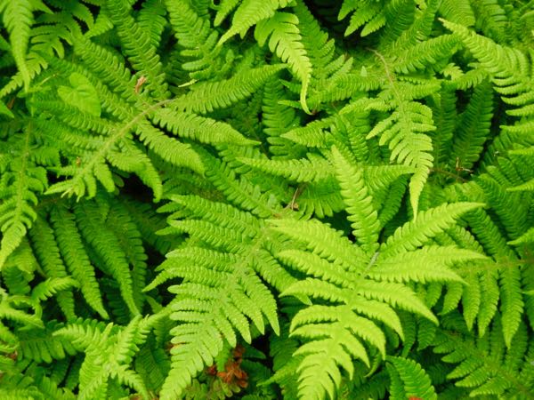 Phegopteris connectilis