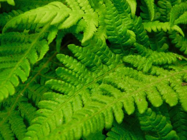 Phegopteris connectilis