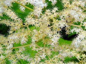 Rodgersia podophylla
