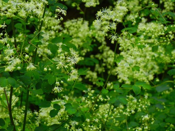Thalictrum polygamum