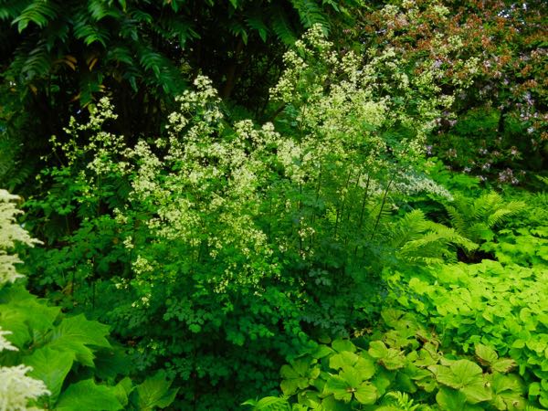 Thalictrum polygamum