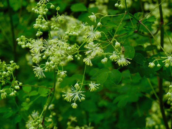 Thalictrum polygamum