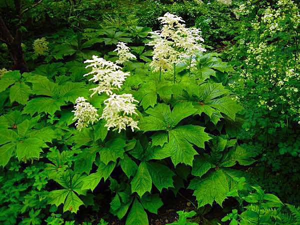 Rodgersia podophylla