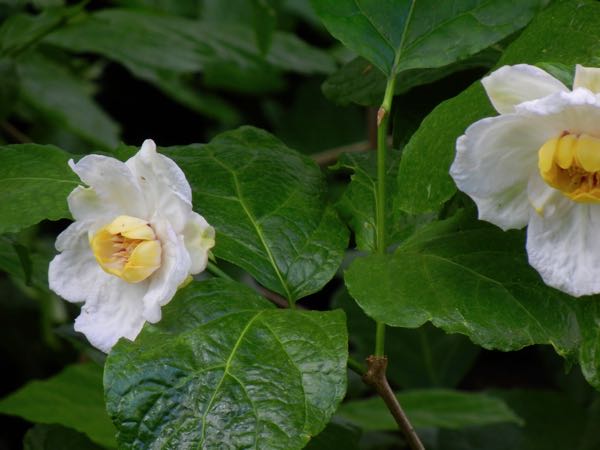 Calycanthus chinensis