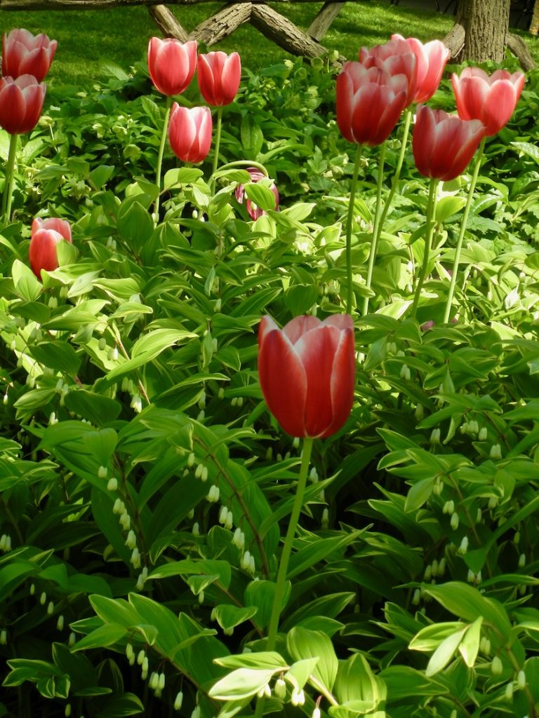 Polygonatum, Tulips, Central Park, New York City