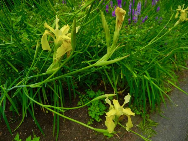 Iris-wilsonii -5573 | Online Flower Garden Iris wilsonii | Online Flower Garden