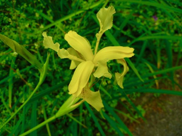 Iris wilsonii