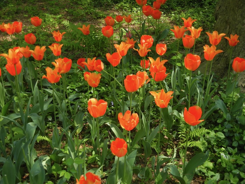 Red Tulips in Central Park
