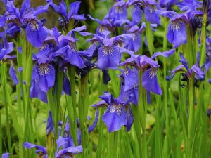 Iris bulleyana | Online Flower Garden
