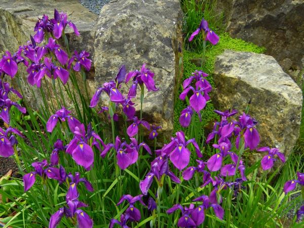 Iris-ensata-5580 | Online Flower Garden Iris ensata