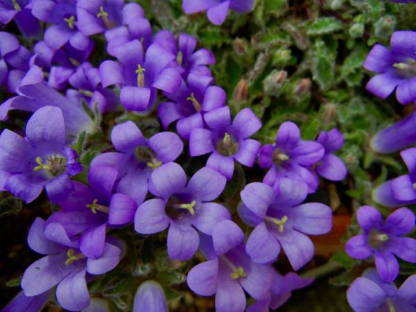 Campanula thessala
