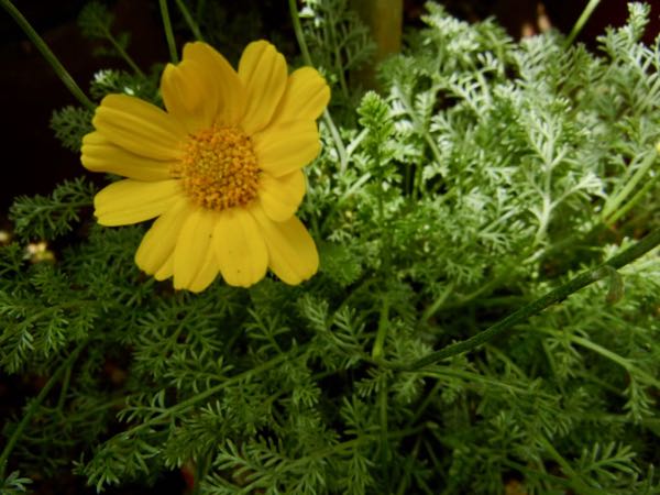 Anthemis biebersteiniana
