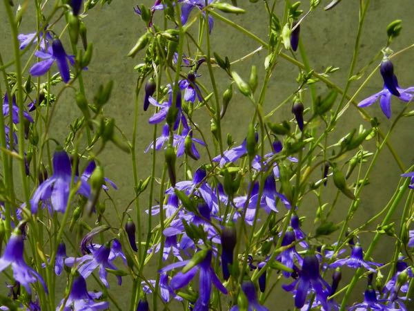 Conanthera-campanulata-5591 | Online Flower Garden Conanthera campanulata