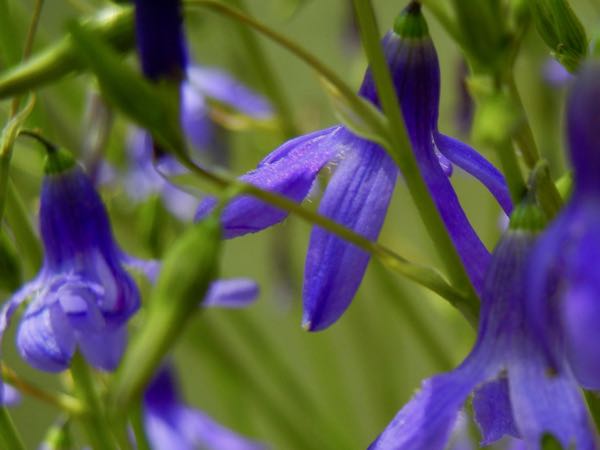 Conanthera-campanulata-5593 | Online Flower Garden Conanthera campanulata