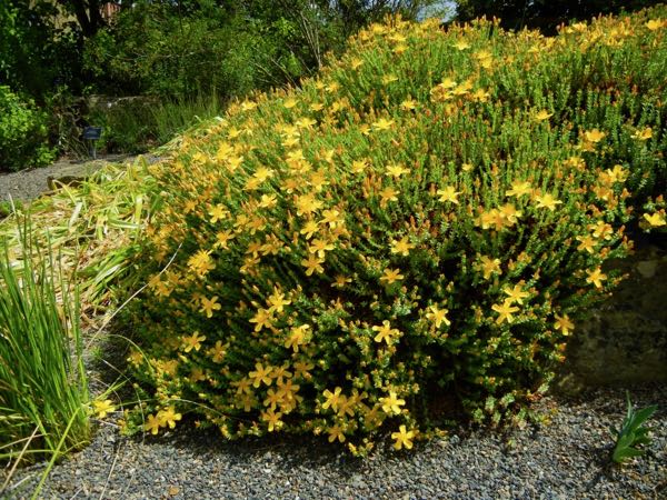 Hypericum-olympicum-5594 | Online Flower Garden Hypericum olympicum