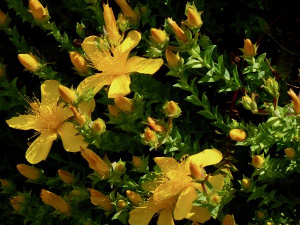 Hypericum-olympicum-5596 | Online Flower Garden Hypericum olympicum